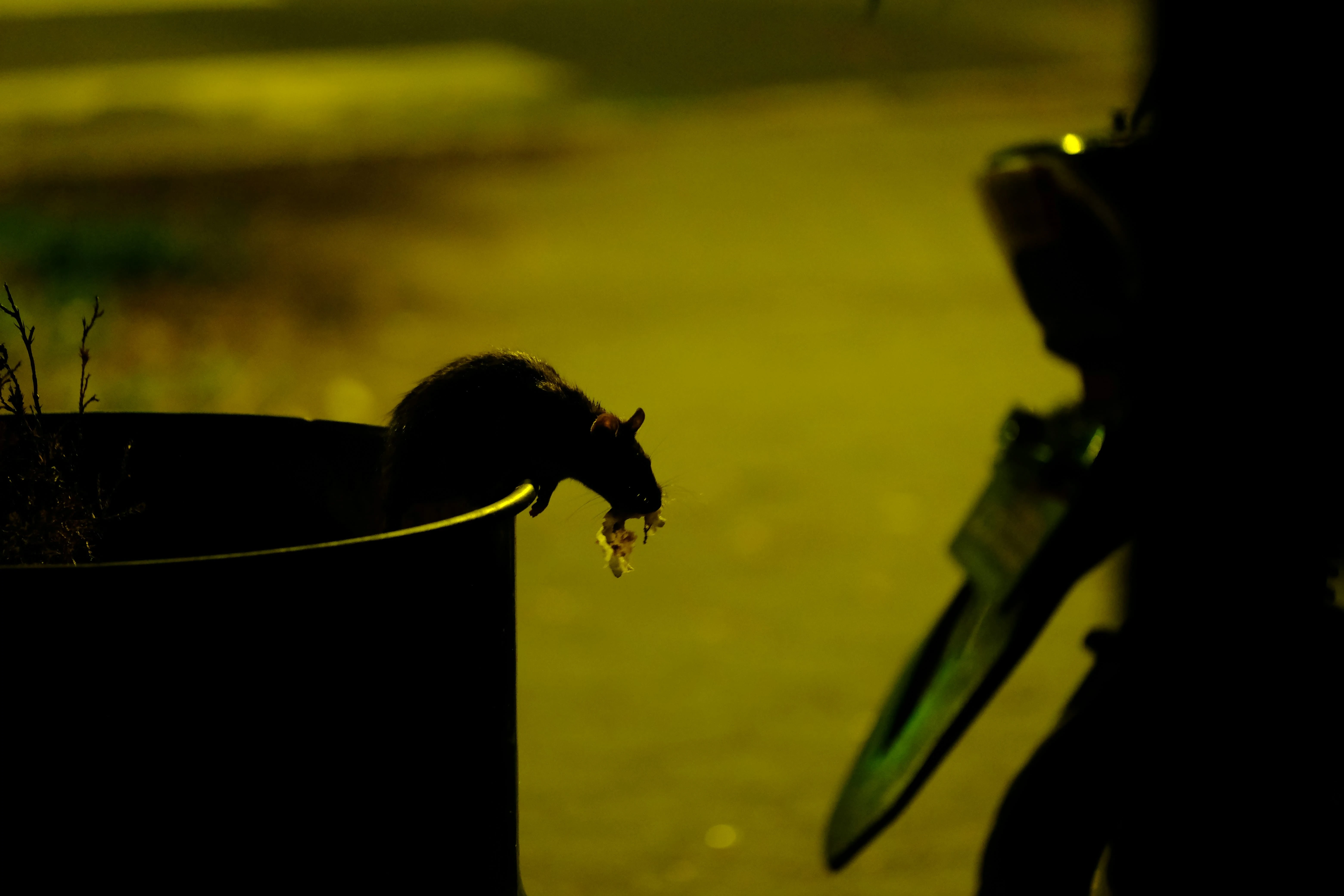 Ratización o política de dos pies