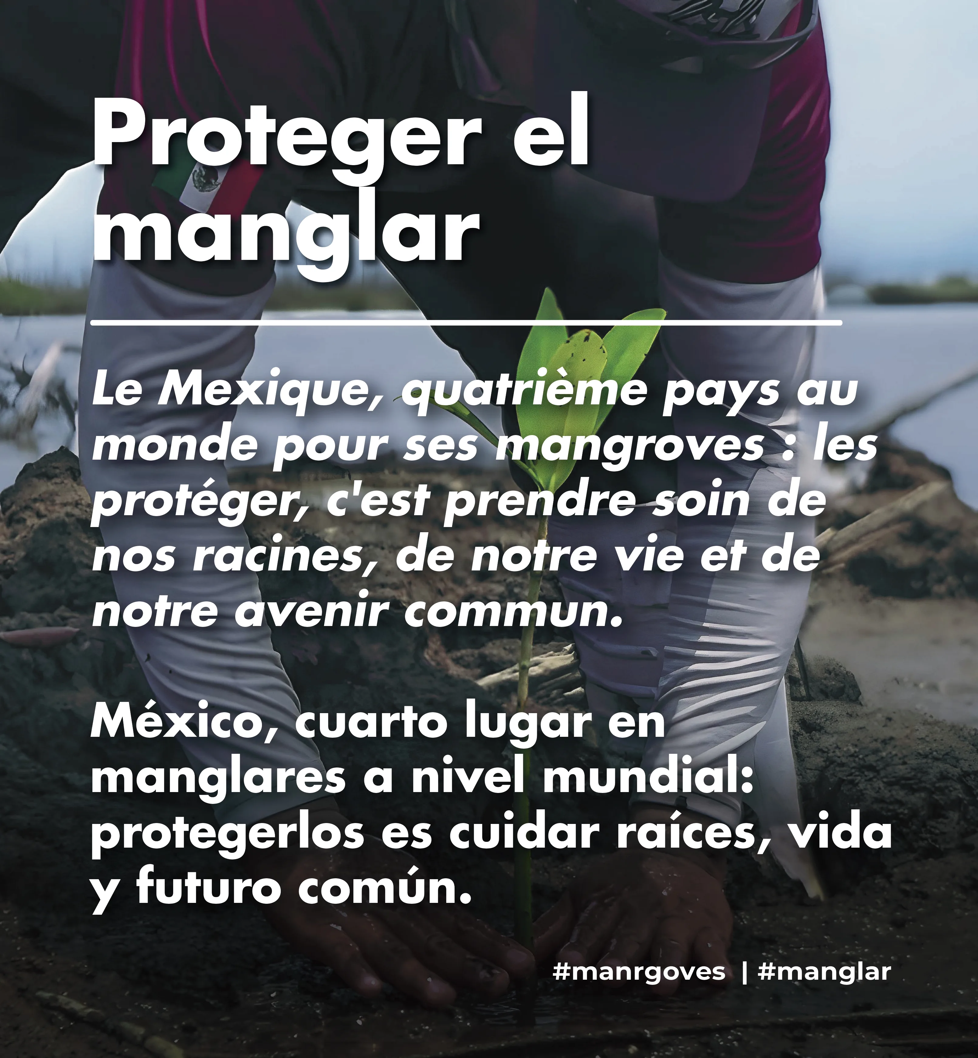 Proteger el manglar