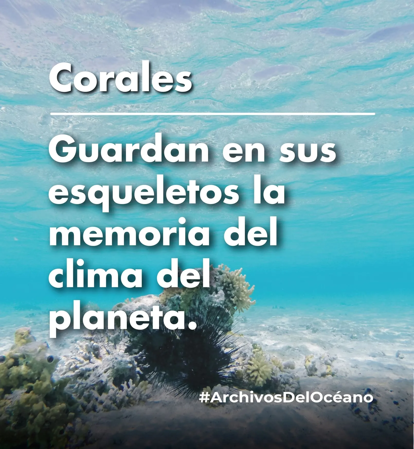 Corales