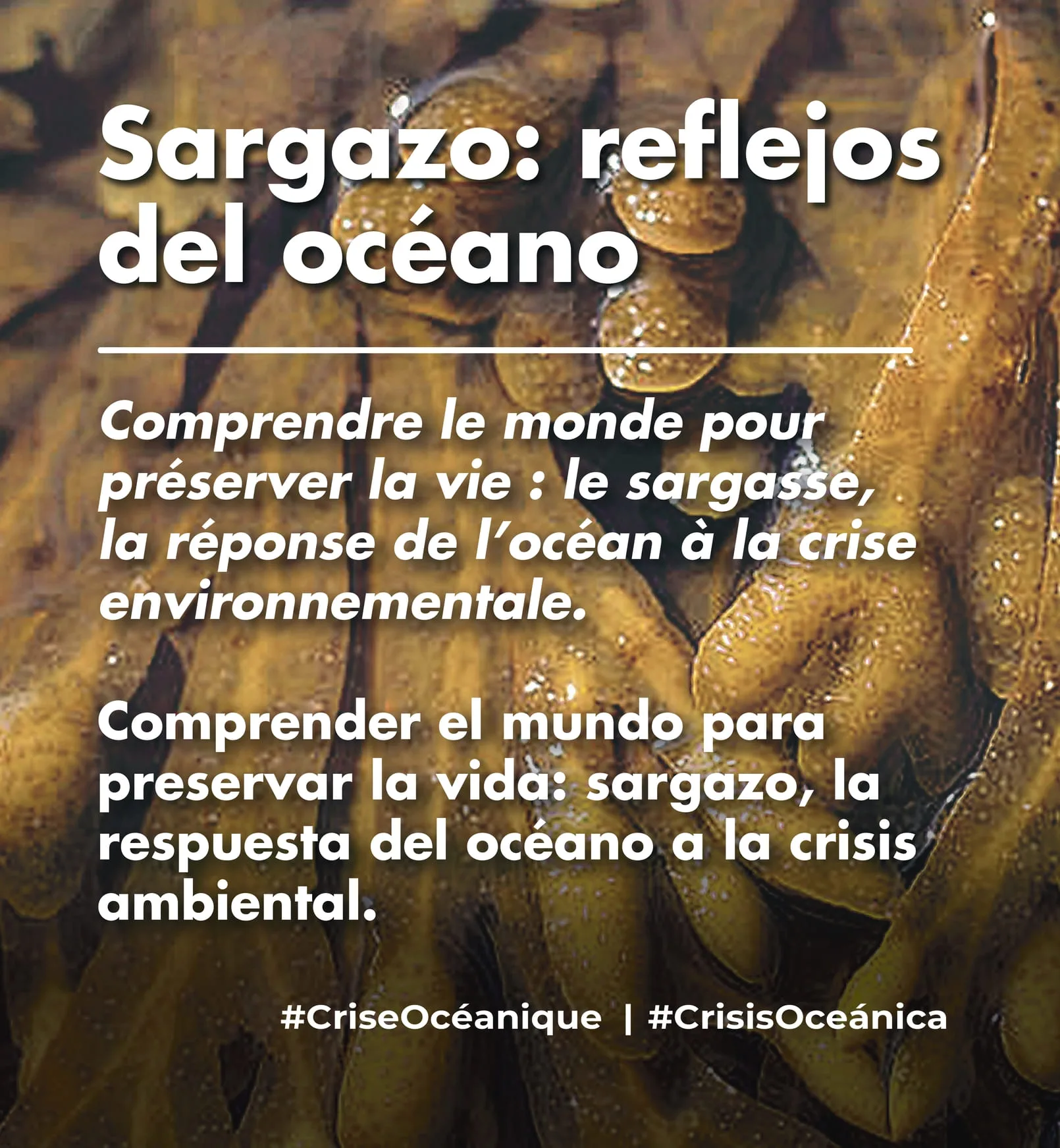 Sargazo: reflejos del oceano