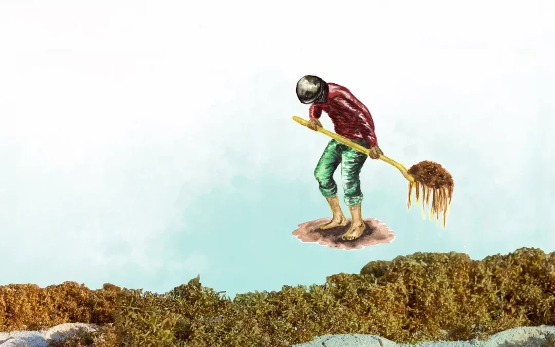 Arribazones de sargazo: aristas y perspectivas científicas, económicas, sociales y ambientales