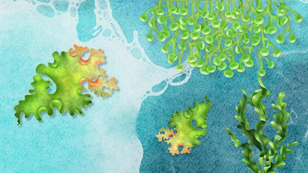 Hábitats costeros, defensas contra el cambio climático