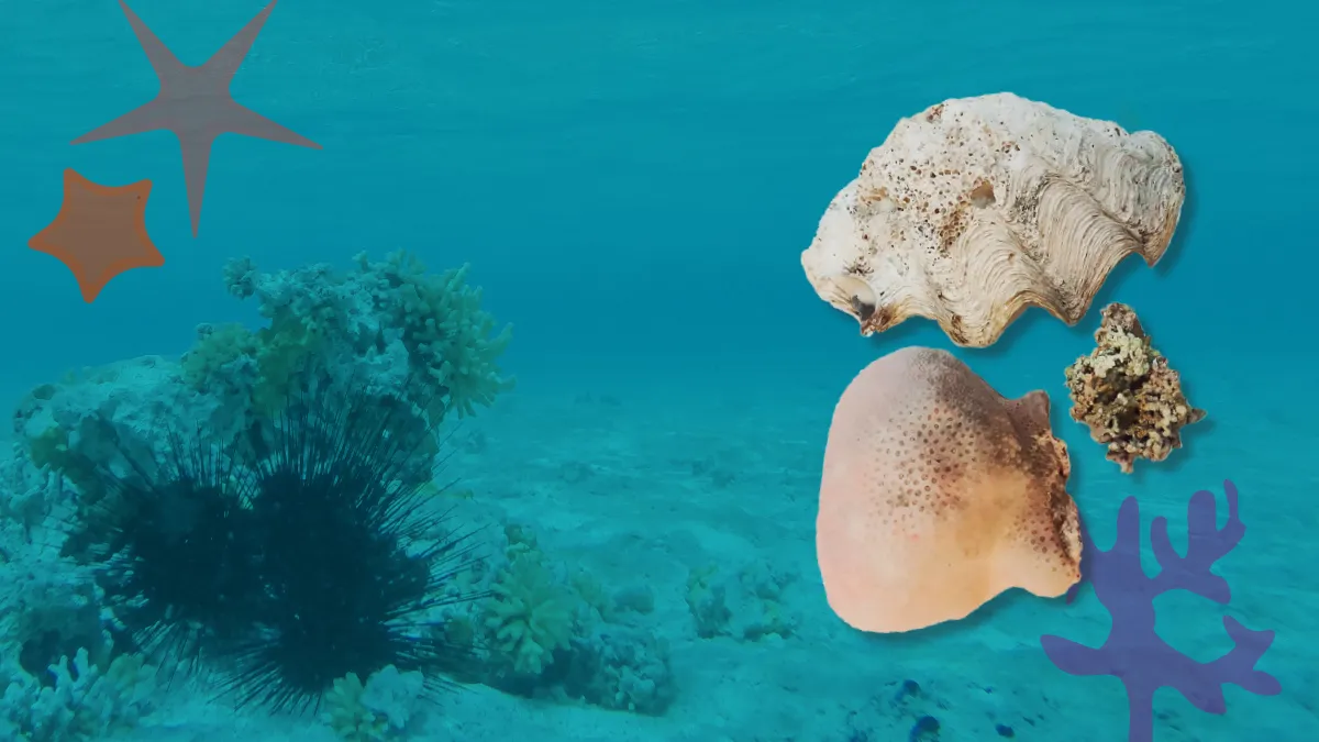 Historias del pasado contadas desde los esqueletos coralinos
