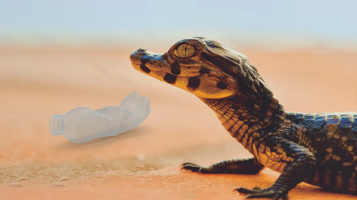Ajeém: una historia trágica de contaminación por plásticos